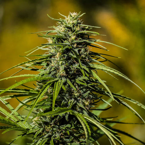 Auto Skunk THCV
