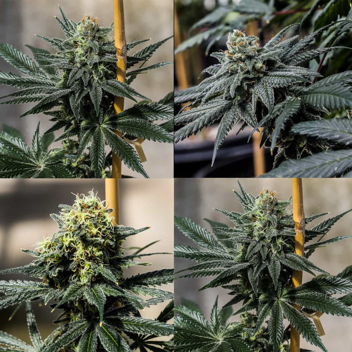 Triploid THC Sampler