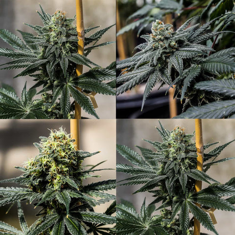 Triploid THC Sampler