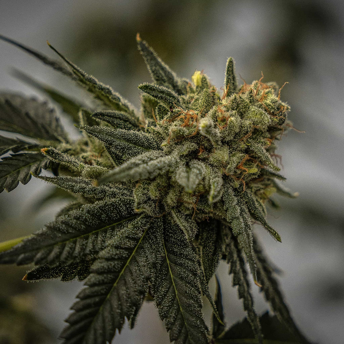 HIGH THCA SEEDS
