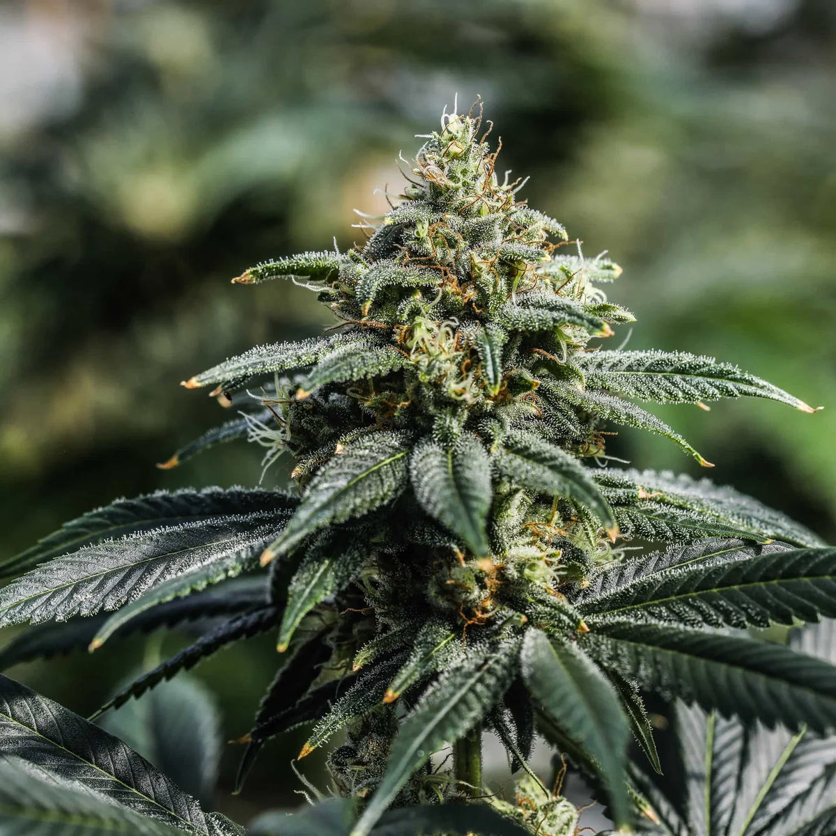 THC SEEDS - HYBRID