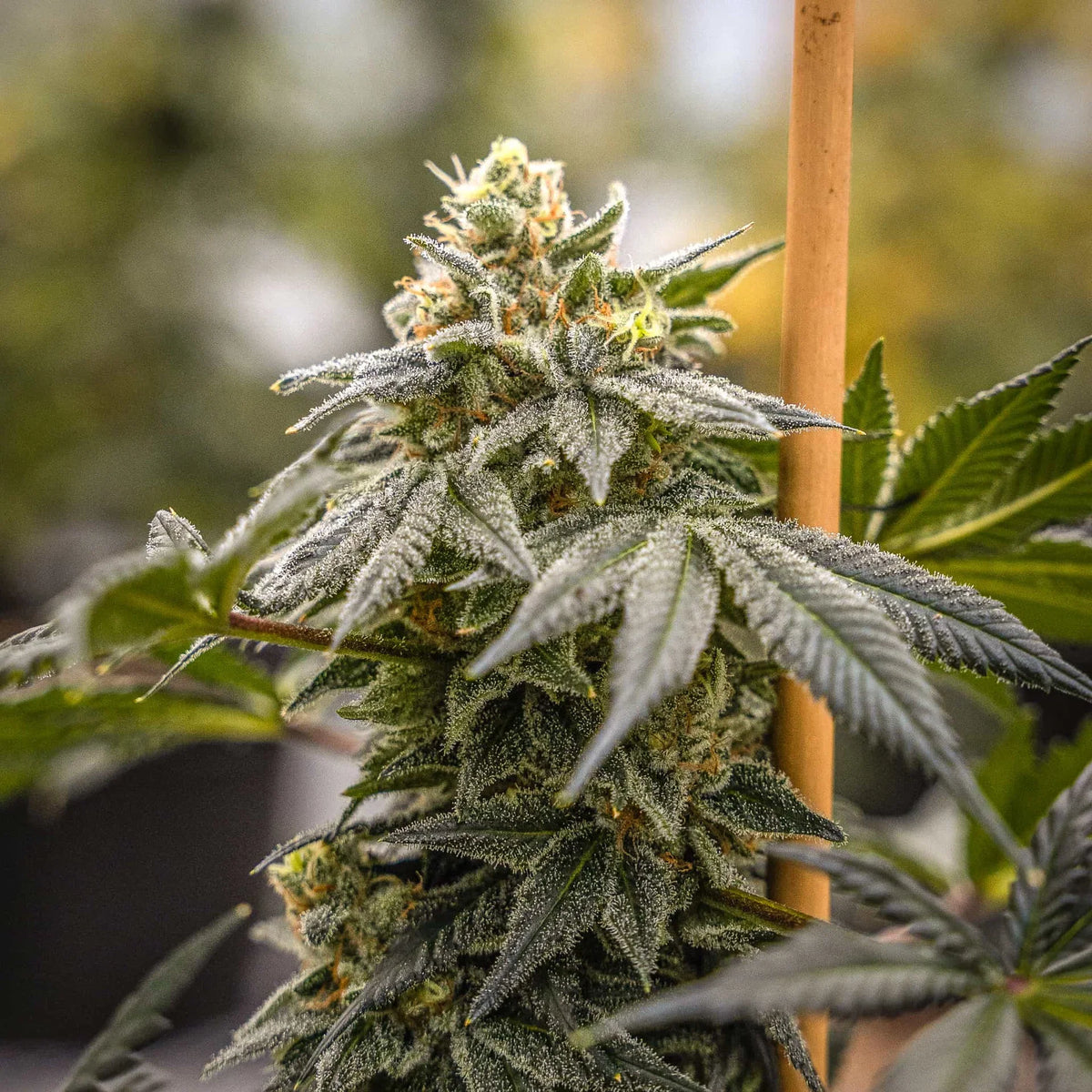 TRIPLOID CANNABIS SEEDS