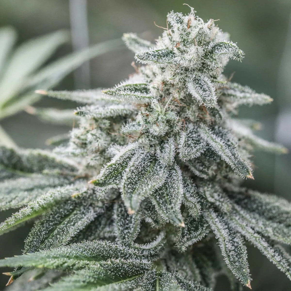 THCV SEEDS