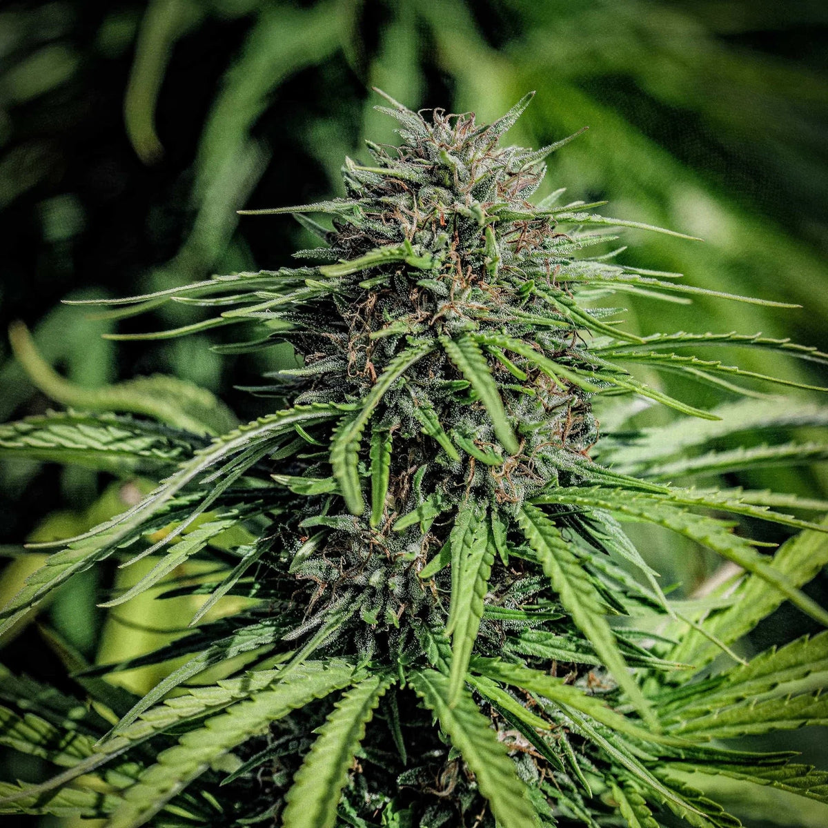 CBDV SEEDS