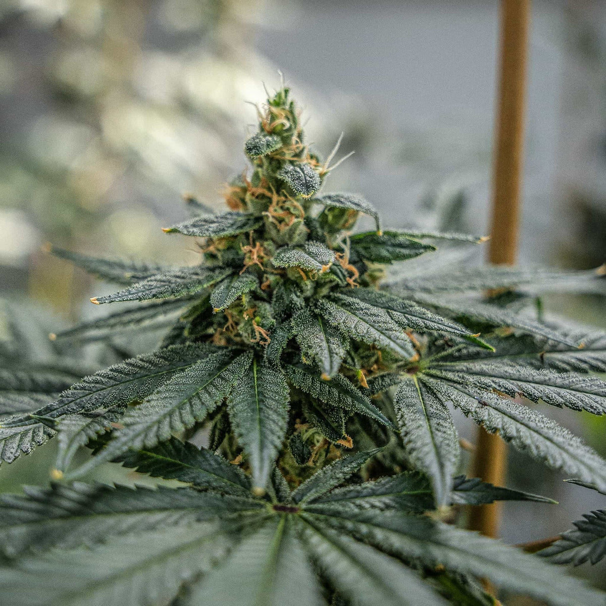 THC SEEDS - SATIVA