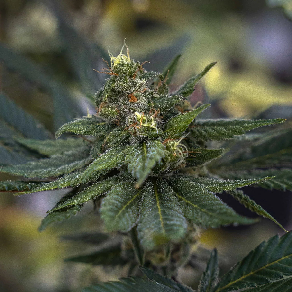 THC SEEDS - INDICA