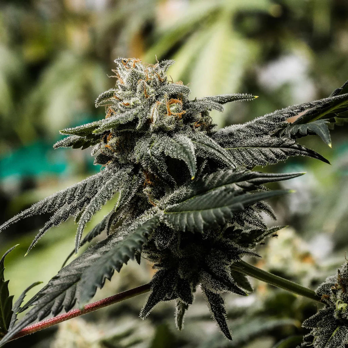THC SEEDS - TRIPLOID