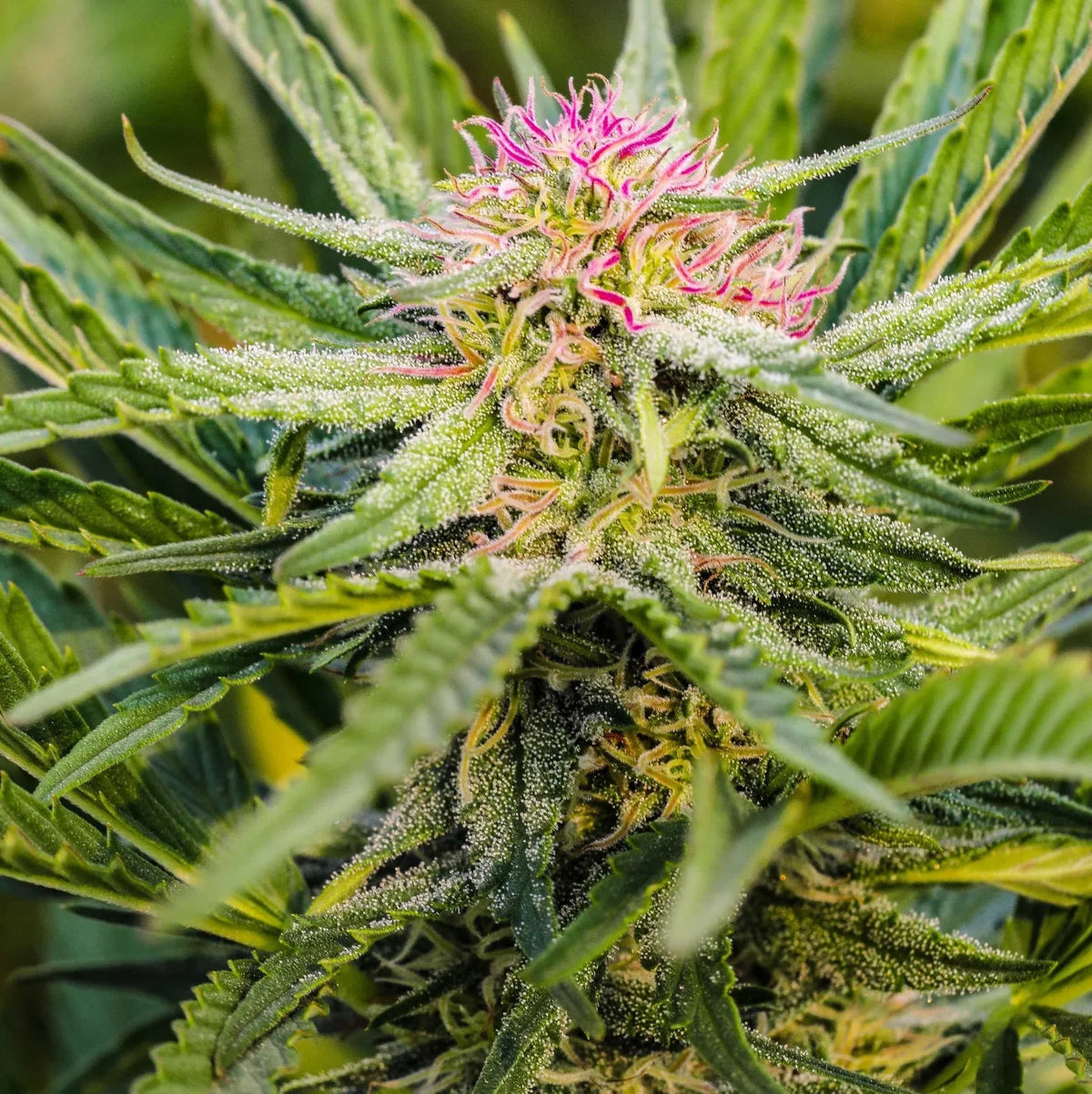 HIGH CBD SEEDS