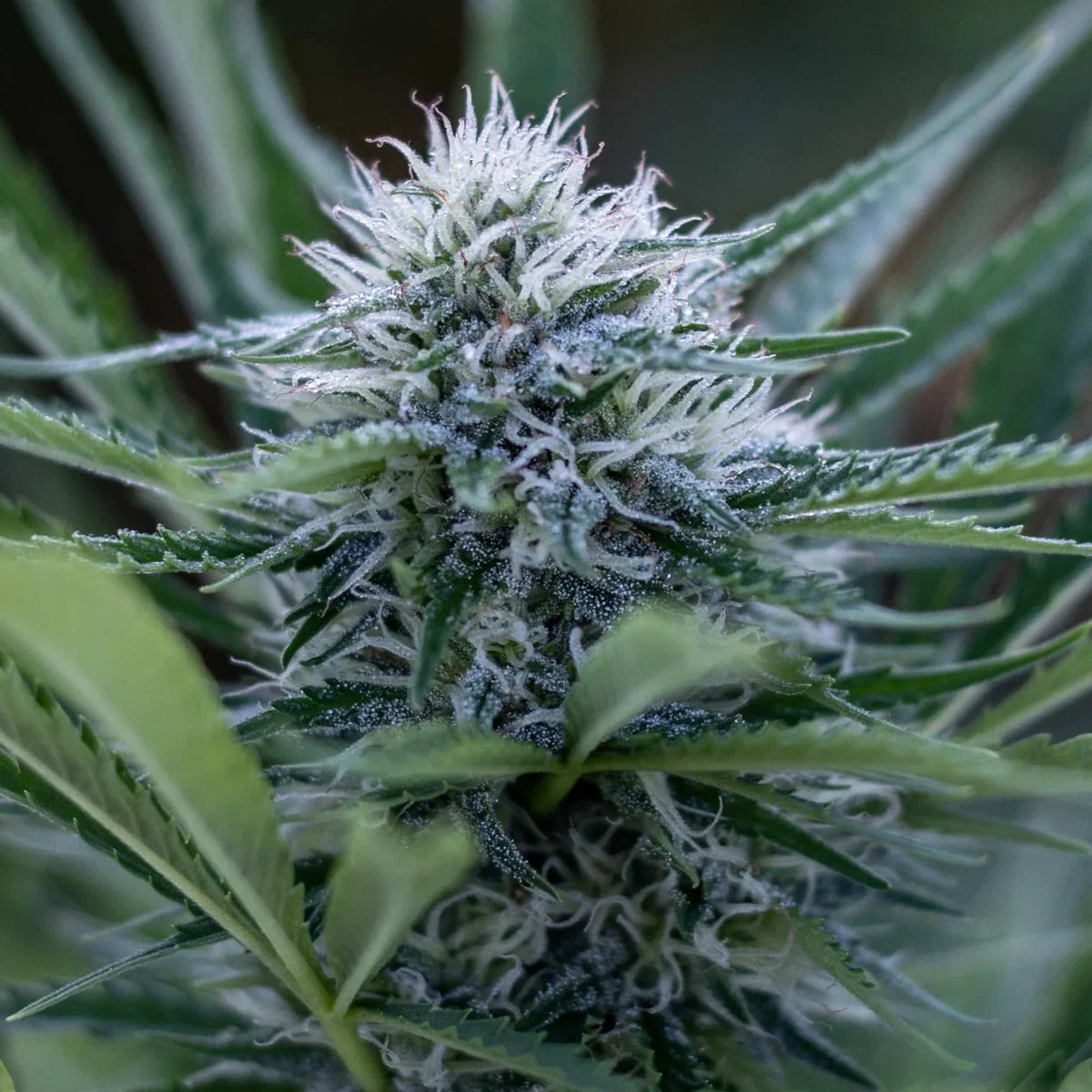 CBG SEEDS