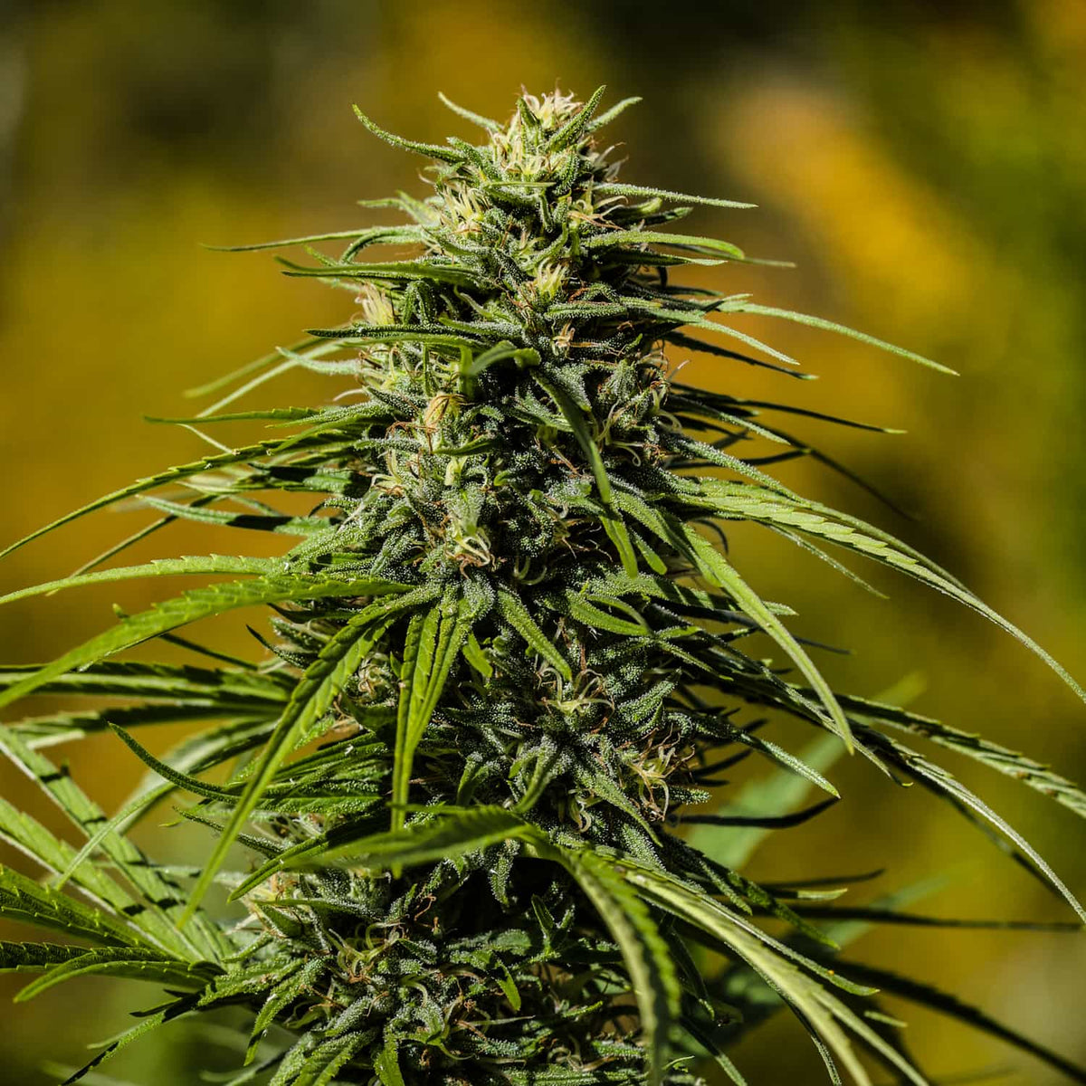 Auto Skunk THCV