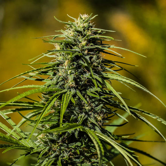 Auto Skunk THCV