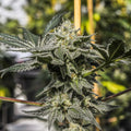 Bermuda Triangle Seedless