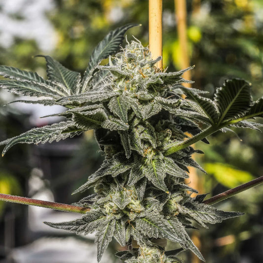 Bermuda Triangle Seedless