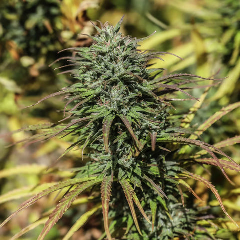 Castaway CBDV Seedless