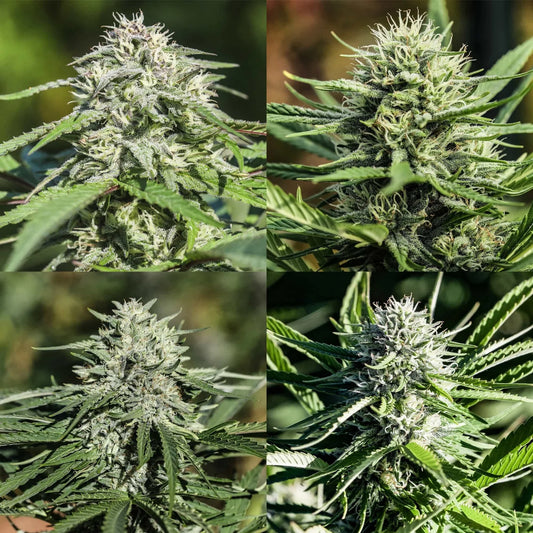 Fast-Flowering CBD Sampler
