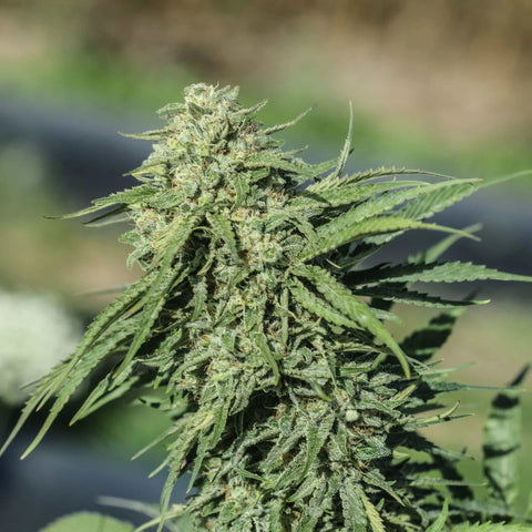 Key Lime CBG Seedless