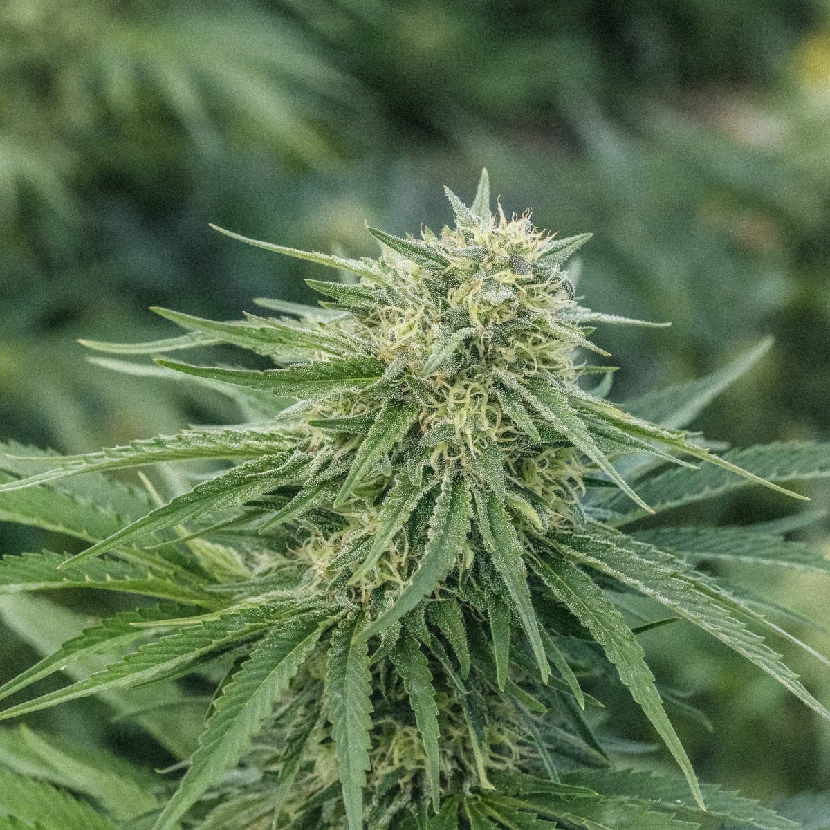 Key Lime CBG Seedless