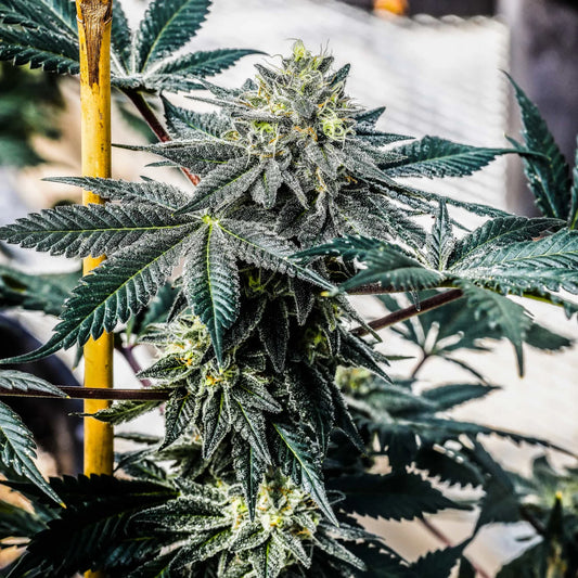 NOX Cookies Seedless