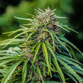 Pine Walker Seedless