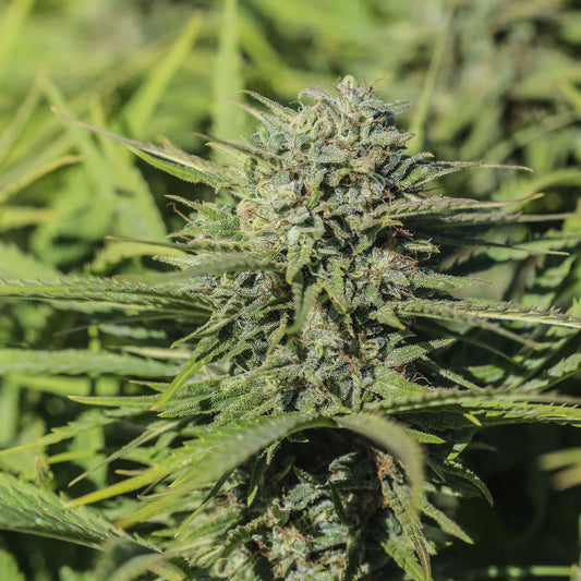 Skunkberry CBGV Seedless