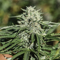 Sour Chem
