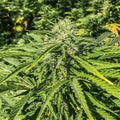 SOUR G CBG