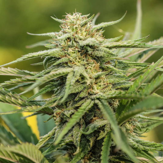Sour Suver Haze Seedless