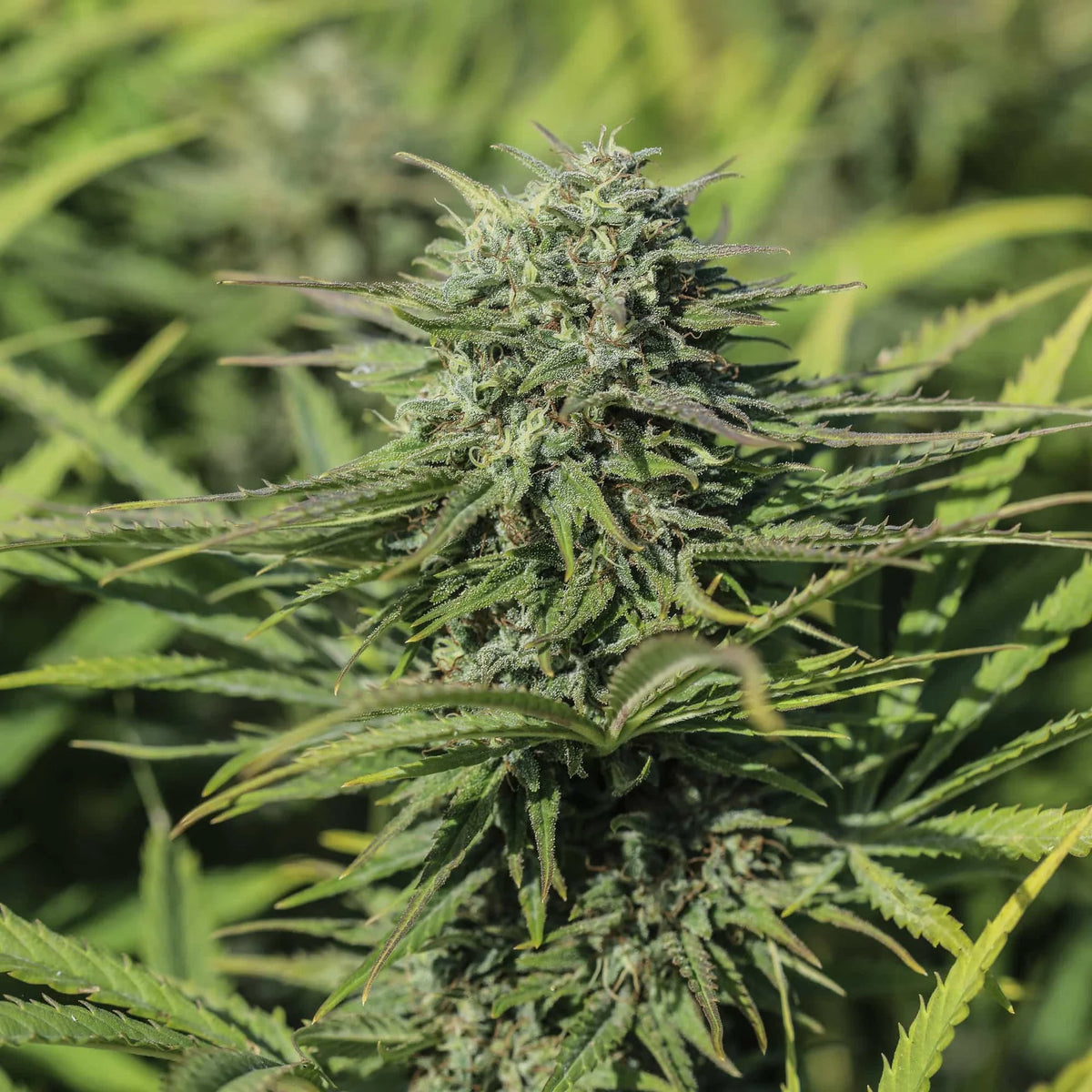 Sourest CBG Seedless
