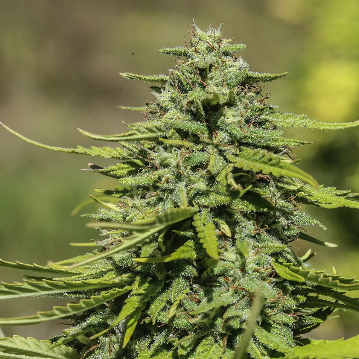 SUVER HAZE
