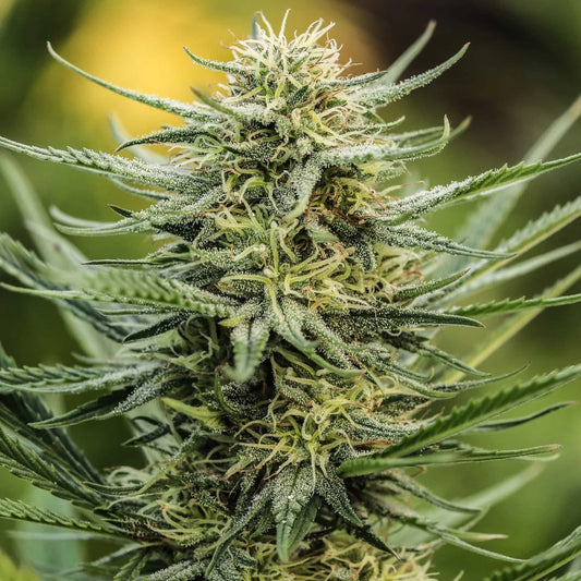 Suver Haze Seedless