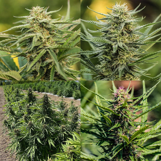 Triploid CBD Sampler