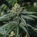 TERP POISON