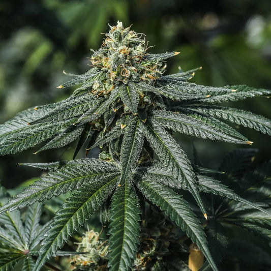 TERP POISON