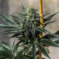 Terp Poison Seedless