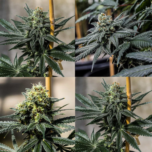 Triploid THC Sampler