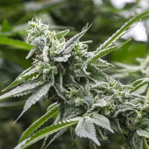 TROPICOLADA 4V SEEDLESS