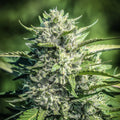 WHITE CBG