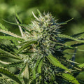 White CBG Seedless